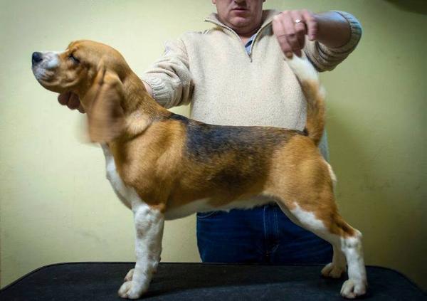 Bory Wood Hessy | Beagle 