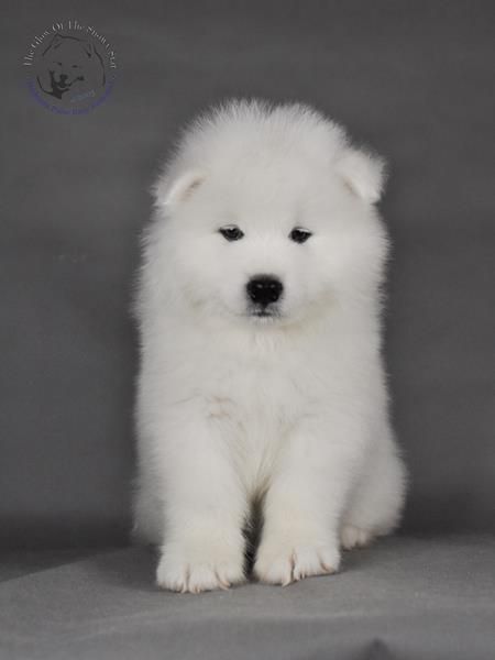 ORLANDO MOMO The Glow Of The Snowy Star | Samoyed 