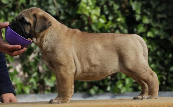 Polostone and Copperbulls DODGE | Bullmastiff 