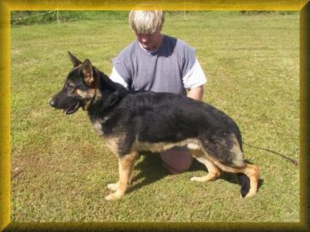 Ranger von Schneiden Fels | German Shepherd Dog 