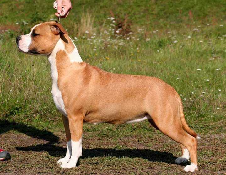 GOLDEN FALCON TERRI | American Staffordshire Terrier 