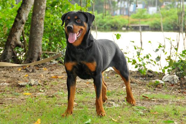Rengy 2010/033494 | Rottweiler 