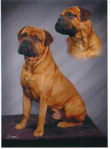 Ruff's Mistyk'l Yankee Doodle Dandy | Bullmastiff 