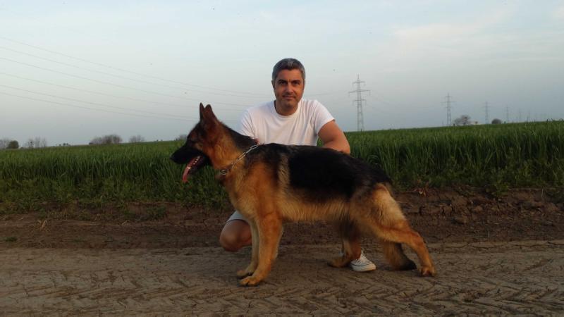 Enigma von Paluyak | German Shepherd Dog 