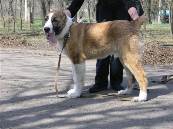 SHIRHAN | Central Asian Shepherd Dog 