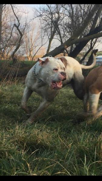 Istanbulls' Allen Wuddy of Blade Bulls | American Bulldog 