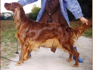 MORENA Mahagon Moravia | Irish Setter 