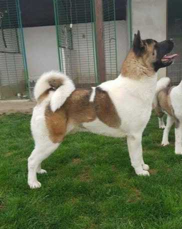 Nishawa Excellent Big Medox | Akita 