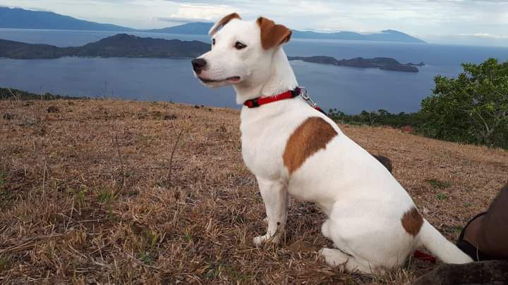 gomez of god's grace | Jack Russell Terrier 