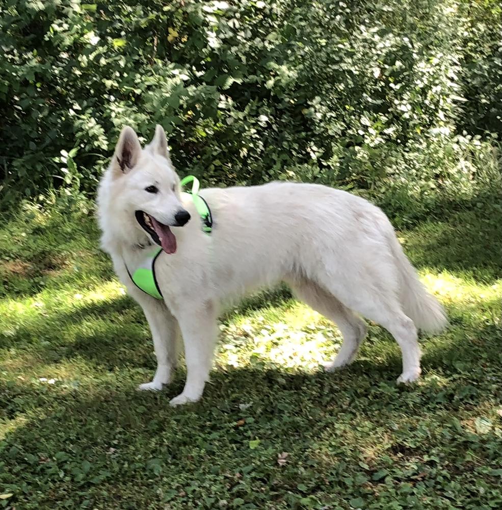 Decker of Chocolate Ice | White Swiss Shepherd Dog 