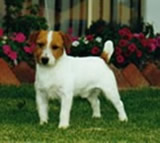 Myrmidon Jack Niz | Jack Russell Terrier 