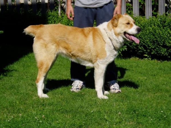 Bunta  Malumi | Central Asian Shepherd Dog 
