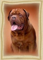 Artur of Clearcut Carnivorus Vulgaris | Dogue de Bordeaux 