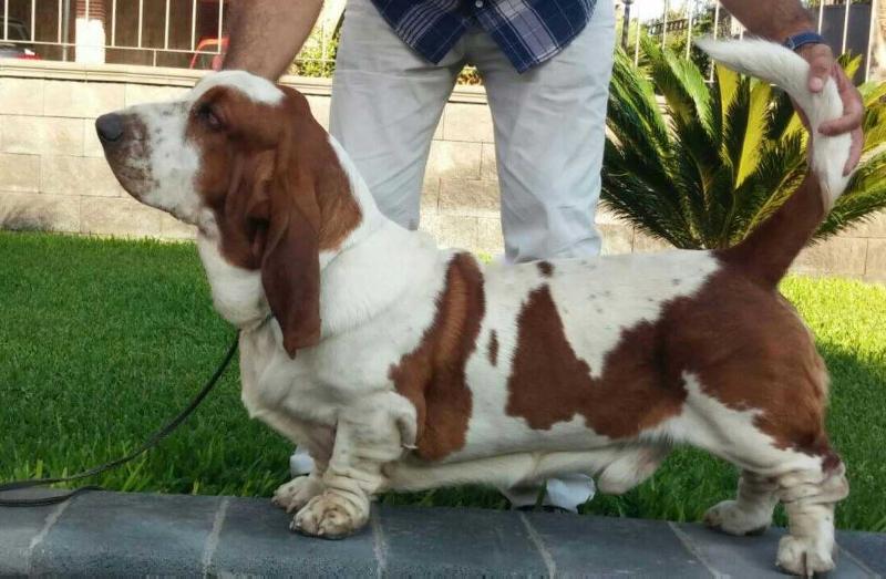 BASSBUTTERFLY POSEIDONE DEGLI ABISSI | Basset Hound 