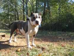 Lacy Park Dumdada Blue Prada | American Pit Bull Terrier 