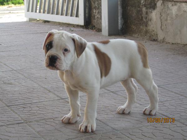 CHIARADIA's ALISHER | American Bulldog 