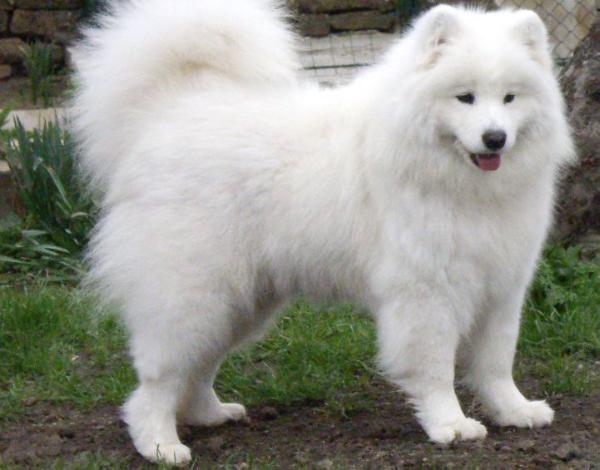 Artaiga`s Fate My Only Fascination | Samoyed 