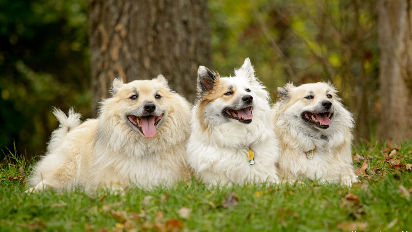 Icelandic Sheepdog
