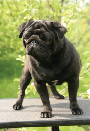 Wan helsing | Pug 
