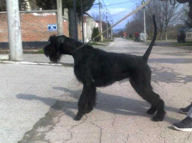 ARIZONA DREAM | Giant Schnauzer 