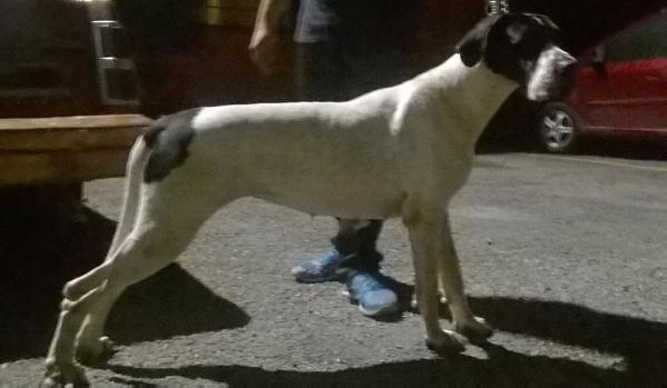 Danae de doggenland | Great Dane 