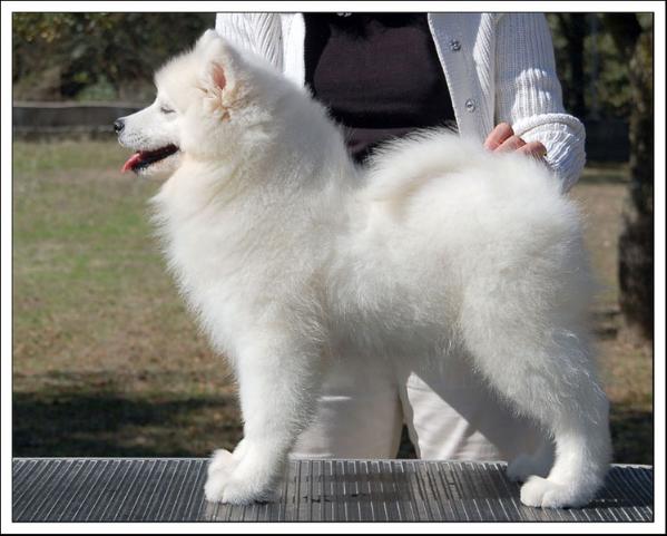 De Villaodon North'Star | Samoyed 