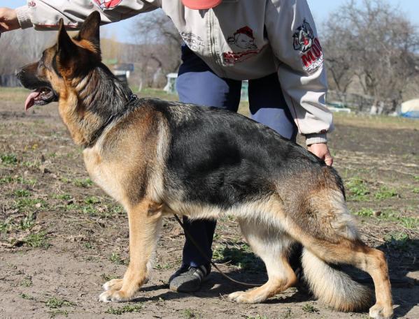 Velat Olimp Gordji-Rimal | German Shepherd Dog 