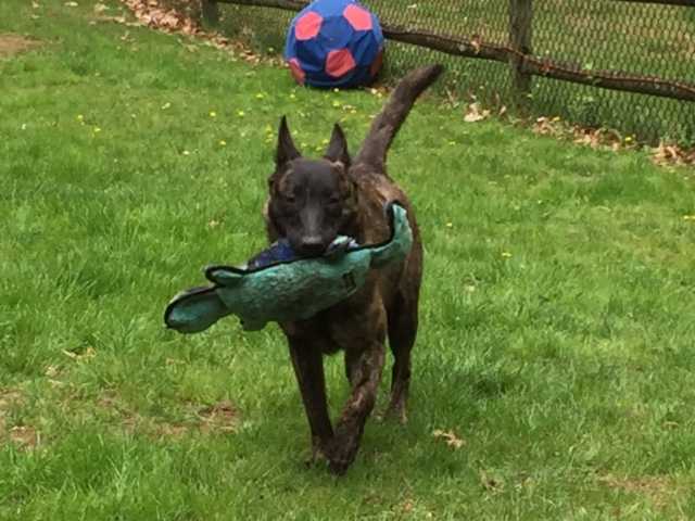 Twinpath Airwolf | Dutch Shepherd 