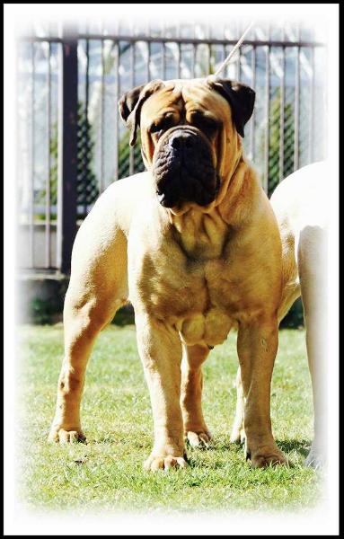 Bogemia Cream Bravo Bomba | Bullmastiff 