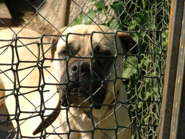 Korona Lady Katharine | Bullmastiff 