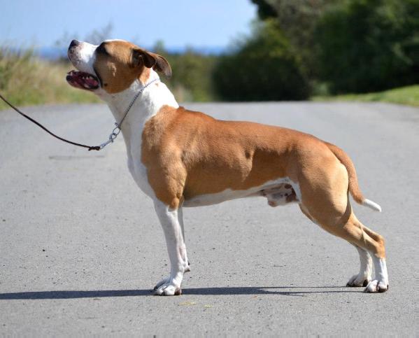 Best of Electro Step Pure Gina | American Staffordshire Terrier 