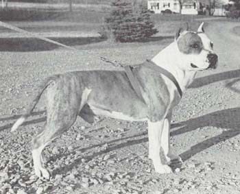Sligo McCarthy | American Staffordshire Terrier 