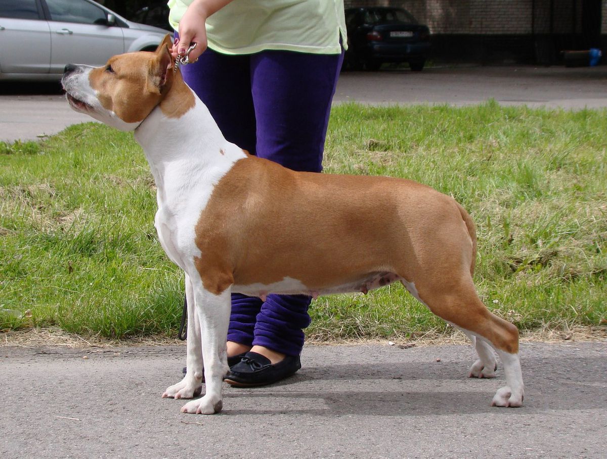 Faiter Kolambia | American Staffordshire Terrier 