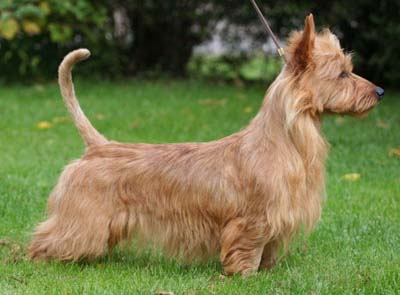 Bluepepper's Devil-Herself | Australian Terrier 
