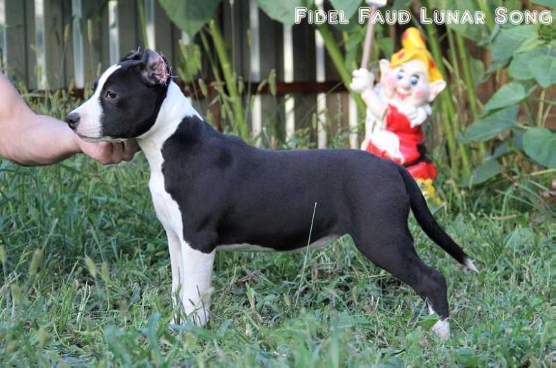 Fidel Faud Lunar Song | American Staffordshire Terrier 