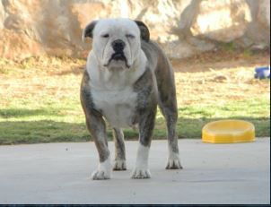 Oga's Daisy | Olde English Bulldogge 