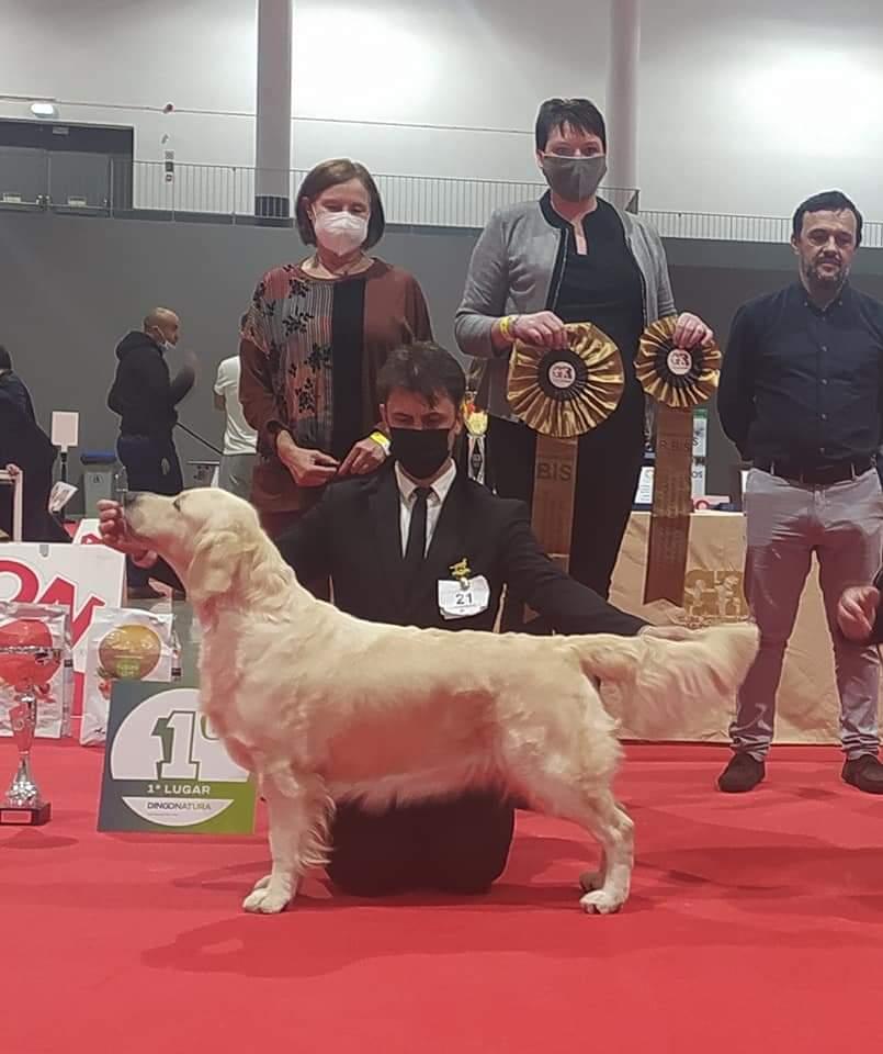 Jako's Legend to Lar De Casanova | Golden Retriever 