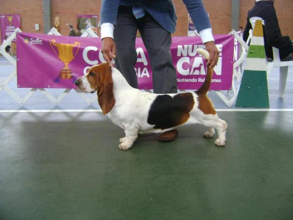 katulos hounds bellota | Basset Hound 