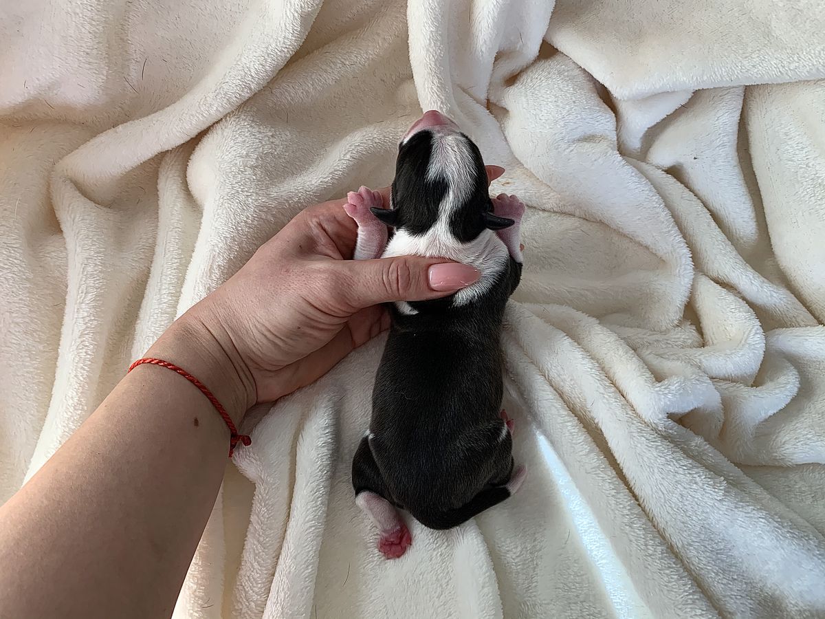 APRIORI PRIMUM ELLADA VLASTOR’S | American Staffordshire Terrier 