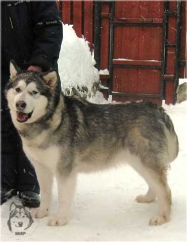 Leyu Polyaris | Alaskan Malamute 