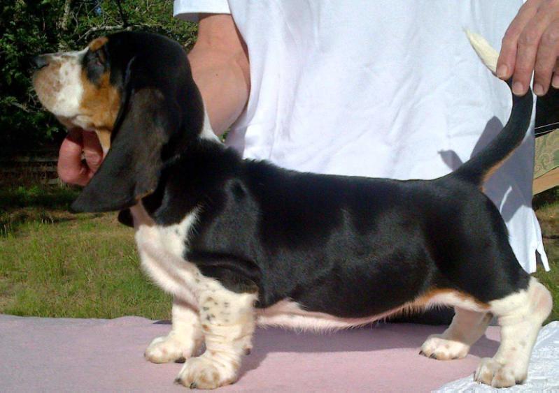 Tidalwaves Oleandra | Basset Hound 