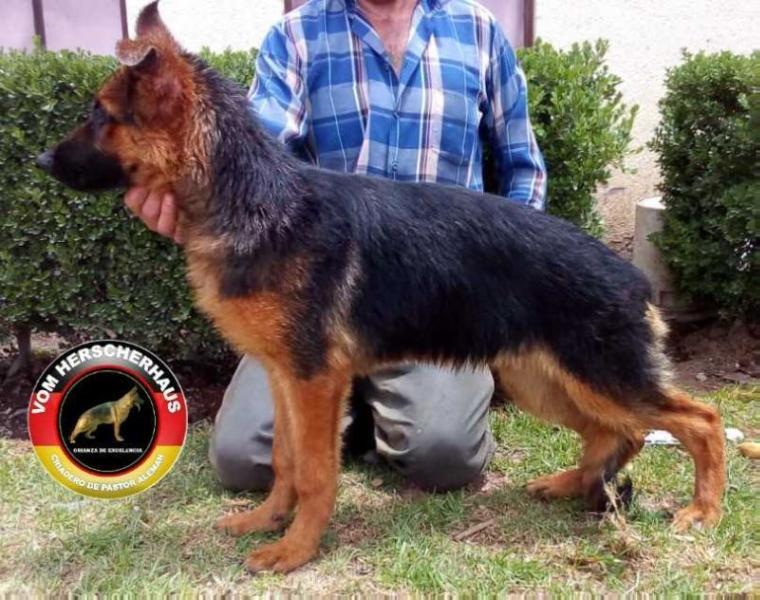 Fiorella Vom Herscherhaus | German Shepherd Dog 