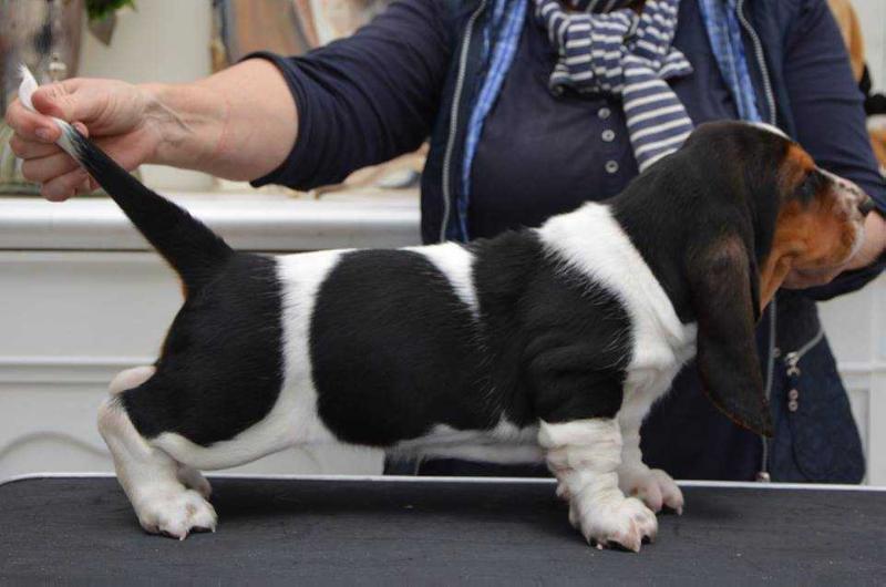 NewDown Bassets Bumblebee | Basset Hound 