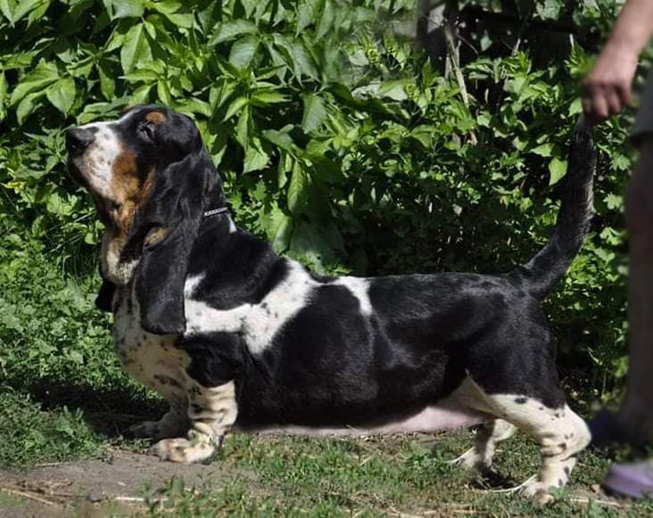 Ukrainian Bomond Felicita | Basset Hound 