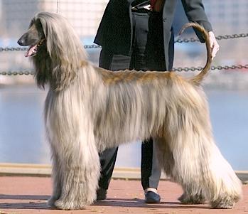 Kasban Saturday Night Fever | Afghan Hound 