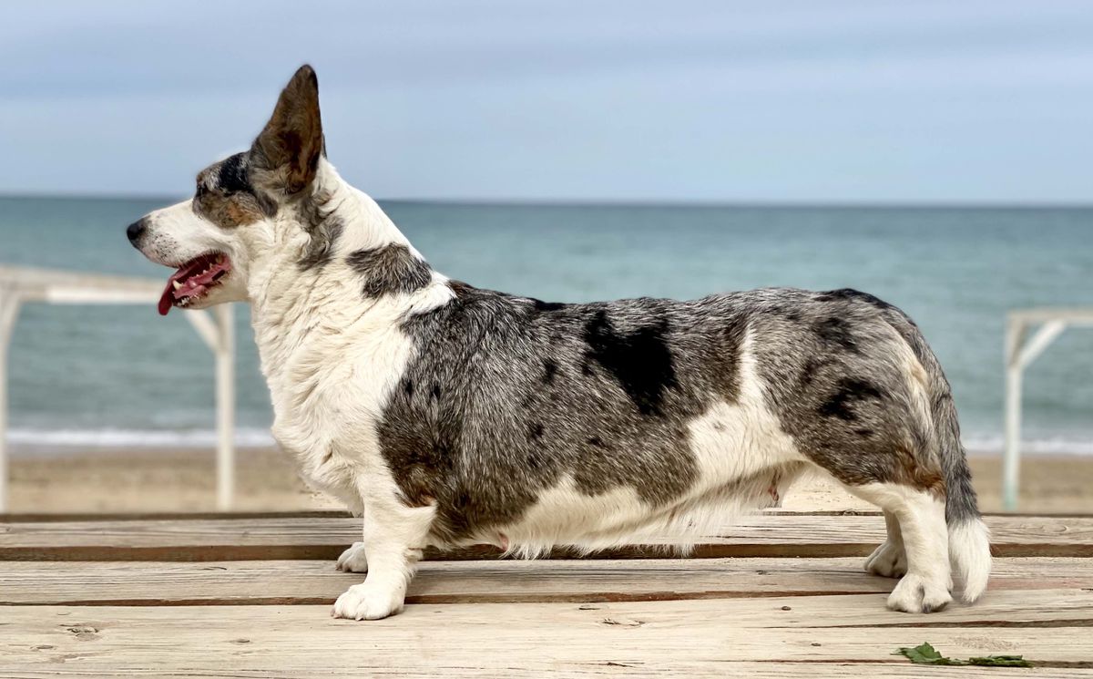 APRIORI VIP ULTRAVIOLET | Cardigan Welsh Corgi 