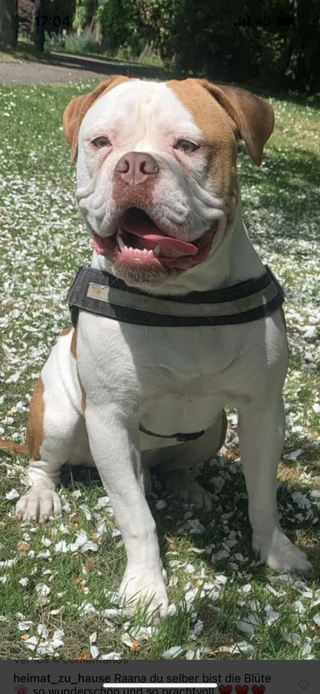 GADIRBULLS RAANA | American Bulldog 