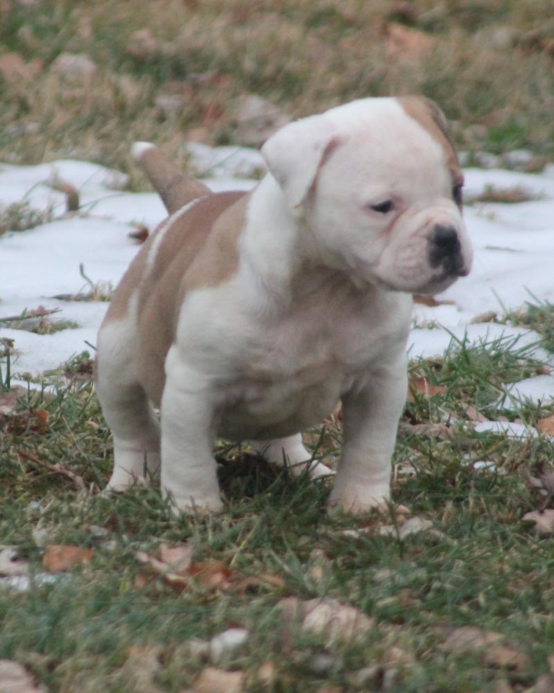 Marchs bear | American Bulldog 