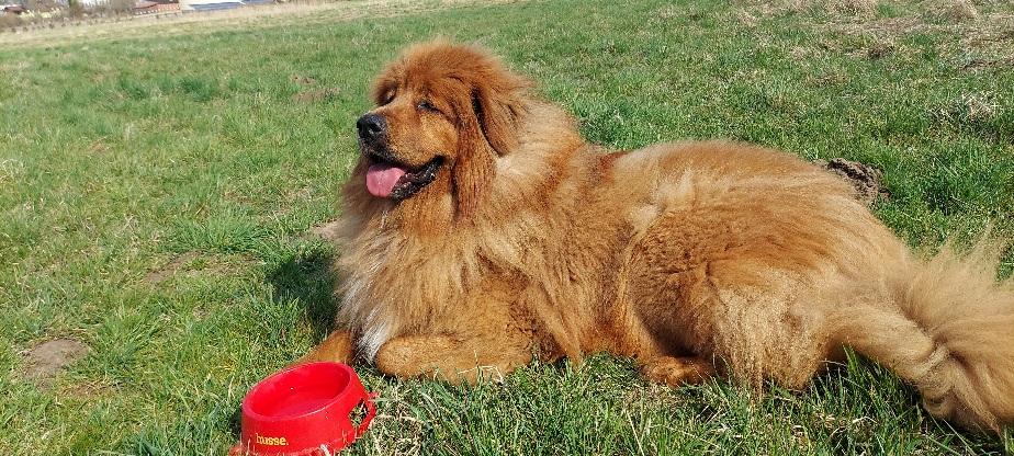 Tessa | Tibetan Mastiff 