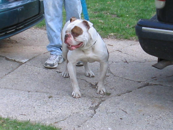 GBK's Neo(AmericanBulldog) | Olde English Bulldogge 